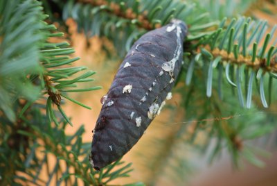 Picea omorika - smrk omorika - šištice